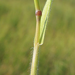 Hordeum marinum - Deich-Gerste