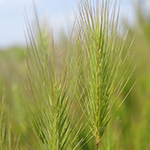 Hordeum marinum - Deich-Gerste