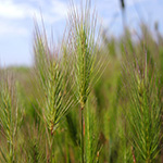 Hordeum marinum - Deich-Gerste