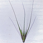 Hordeum murinum subsp. leporinum - Südliche Mäuse-Gerste