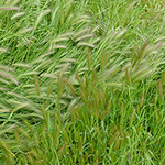 Hordeum murinum subsp. leporinum - Südliche Mäuse-Gerste