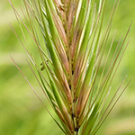 Hordeum murinum subsp. leporinum - Südliche Mäuse-Gerste