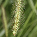 Hordeum secalinum - Roggen-Gerste