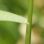 Hordeum secalinum - Roggen-Gerste