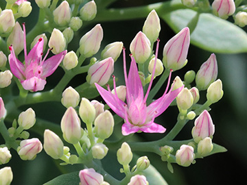 Hylotelephium spectabile