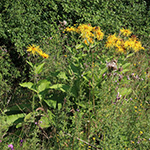 Inula magnifica - Hoher Alant
