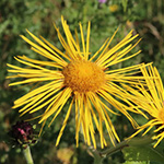 Inula magnifica - Hoher Alant