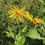 Inula magnifica - Hoher Alant