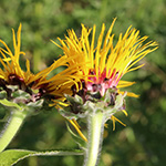 Inula magnifica - Hoher Alant