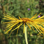 Inula magnifica - Hoher Alant
