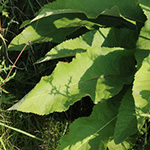 Inula magnifica - Hoher Alant