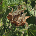 Kitaibelia vitifolia - Weinblättrige Kitaibelie