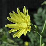 Lactuca virosa