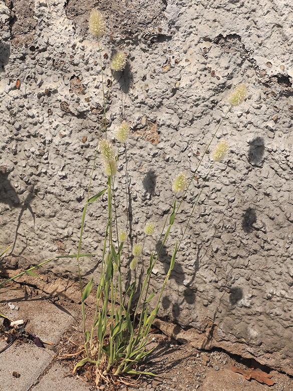 Lagurus ovatus