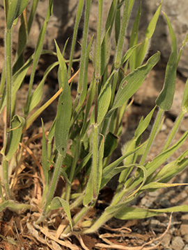 Lagurus ovatus