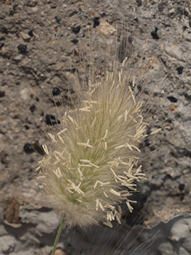 Lagurus ovatus