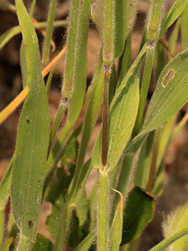 Lagurus ovatus