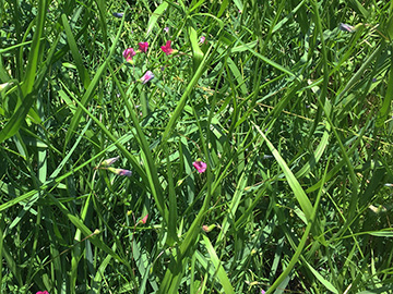 Lathyrus nissolia