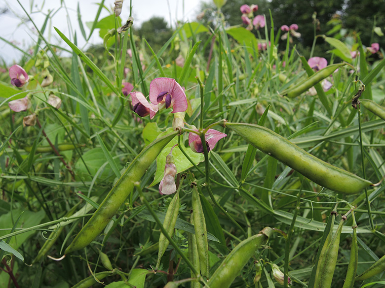 Lathyrus sylvestris