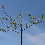 Lepidium ruderale - Schutt-Kresse