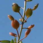 Lepidium ruderale - Schutt-Kresse