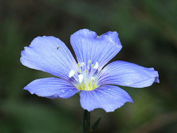 Linum leonii