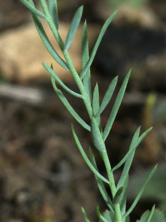 Linum leonii