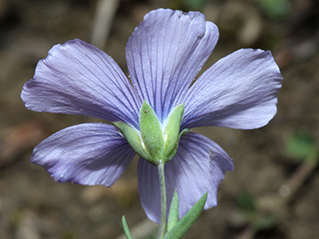 Linum leonii