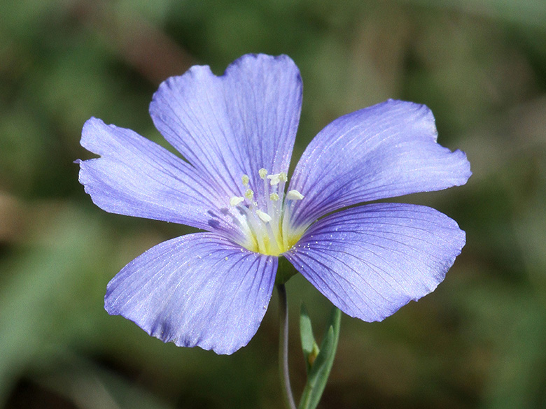Linum leonii