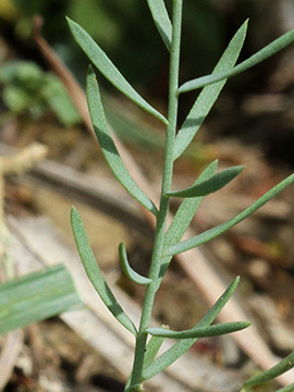Linum leonii