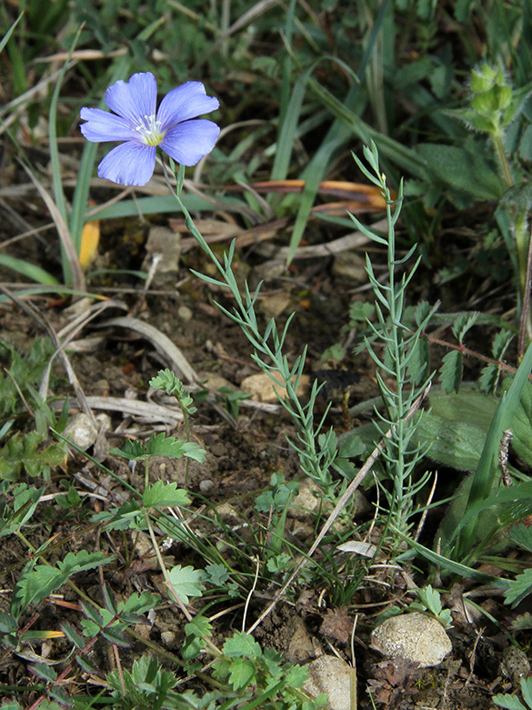 Linum leonii