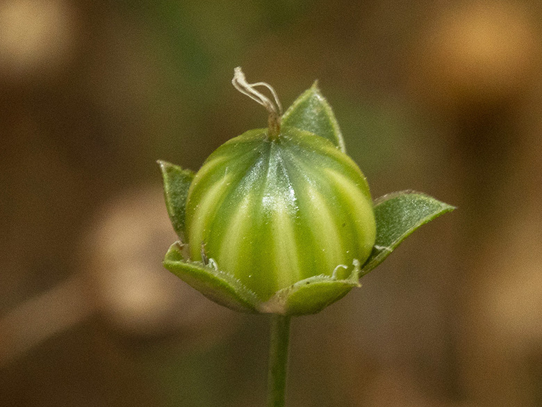 Linum usitatissimum