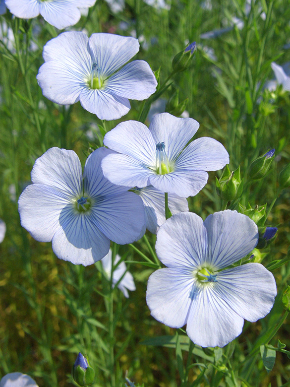 Linum usitatissimum