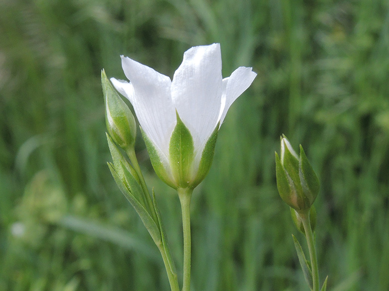 Linum usitatissimum