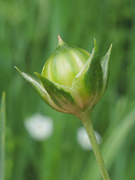 Linum usitatissimum
