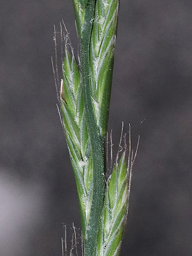 Lolium multiflorum