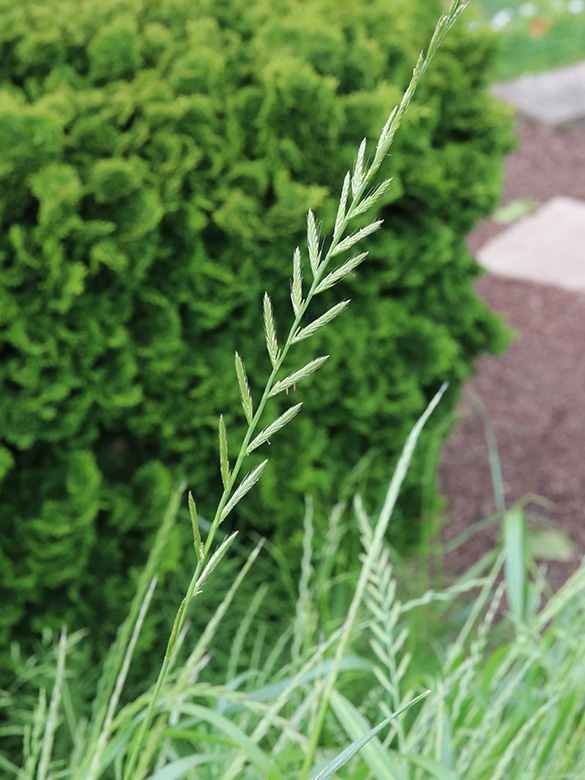 Lolium multiflorum