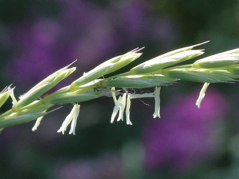 Lolium multiflorum