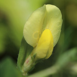 Lotus maritimus - Gelbe Spargelerbse