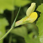 Lotus maritimus - Gelbe Spargelerbse