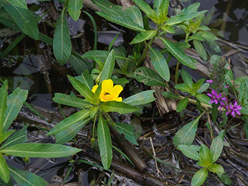 Ludwigia grandiflora