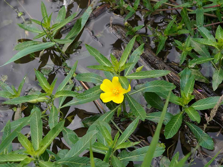 Ludwigia grandiflora