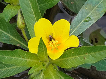 Ludwigia grandiflora