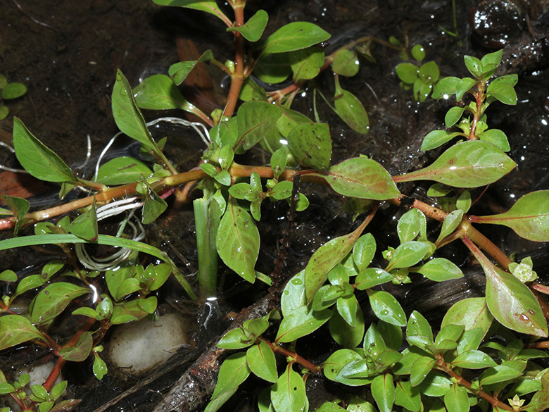 Ludwigia palustris