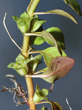 Ludwigia palustris