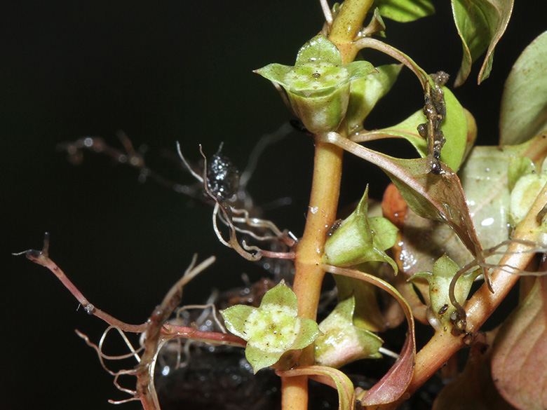 Ludwigia palustris
