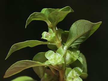 Ludwigia palustris