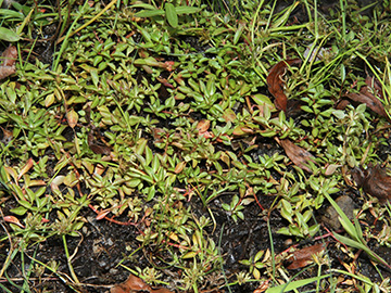 Ludwigia palustris