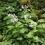 Lunaria rediviva - Ausdauerndes Silberblatt