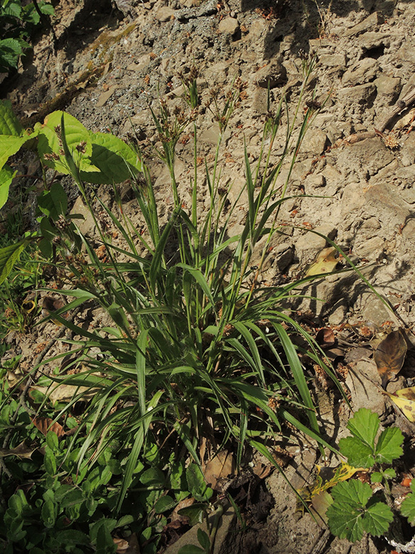 Luzula multiflora